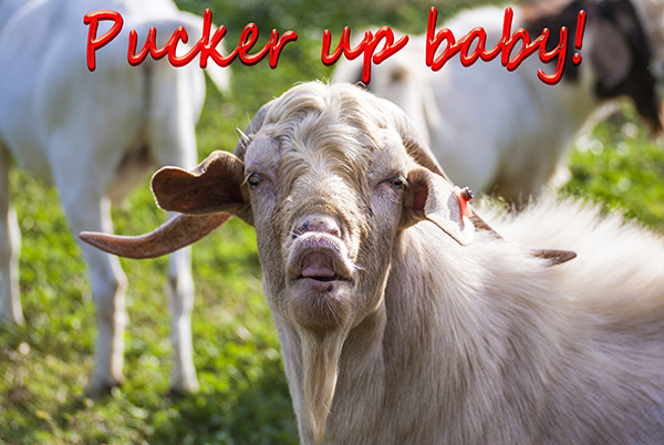 Goat with caption 'pucker up'